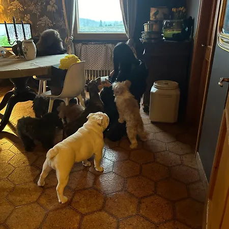 Dog Sanctuary In Bologna Hills With Our Furry Hosts San Lorenzo in Collina