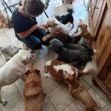 Dog Sanctuary In Bologna Hills With Our Furry Hosts Pansiyon San Lorenzo in Collina