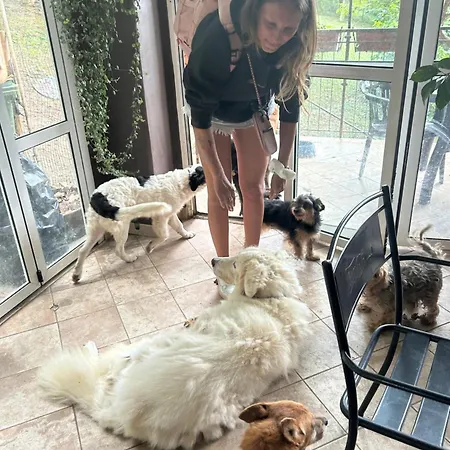 Dog Sanctuary In Bologna Hills With Our Furry Hosts Pansiyon San Lorenzo in Collina