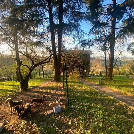 Dog Sanctuary In Bologna Hills With Our Furry Hosts