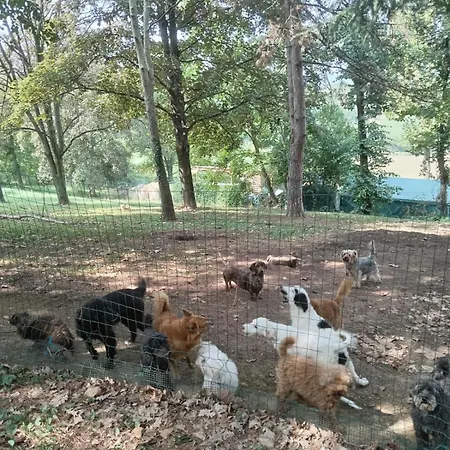 Pansiyon Dog Sanctuary In Bologna Hills With Our Furry Hosts