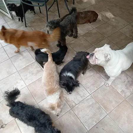 Pansiyon Dog Sanctuary In Bologna Hills With Our Furry Hosts *