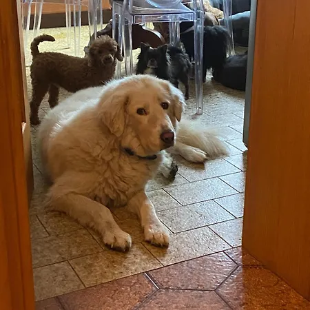 Kwatera prywatna Dog Sanctuary In Bologna Hills With Our Furry Hosts