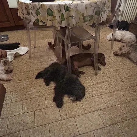 Dog Sanctuary In Bologna Hills With Our Furry Hosts San Lorenzo in Collina
