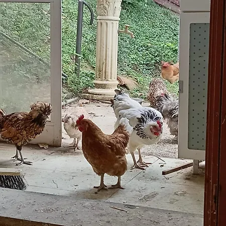 Dog Sanctuary In Bologna Hills With Our Furry Hosts Kwatera prywatna