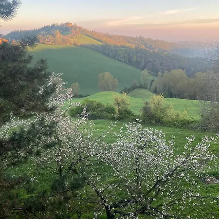 Dog Sanctuary In Bologna Hills With Our Furry Hosts